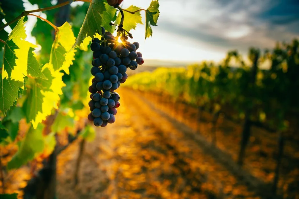 Lisboa, Vinhos Verdes e Bairrada entram no radar do investimento internacional