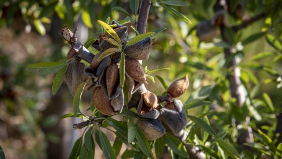 Colheita Veracruz 2021_2