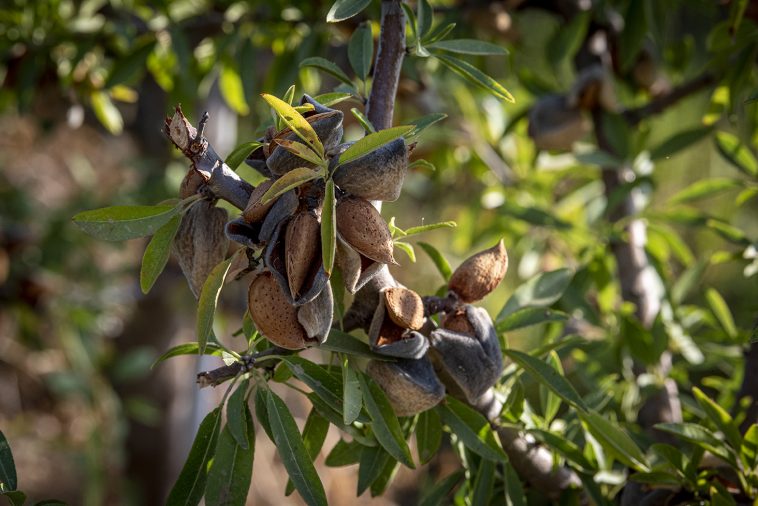 Veracruz Continente amêndoas