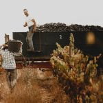 Vinha Quinta da Alorna