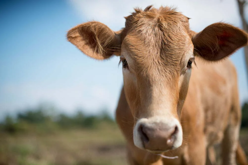 Monte do Pasto desenvolve projeto inovador de produção sustentável de carne