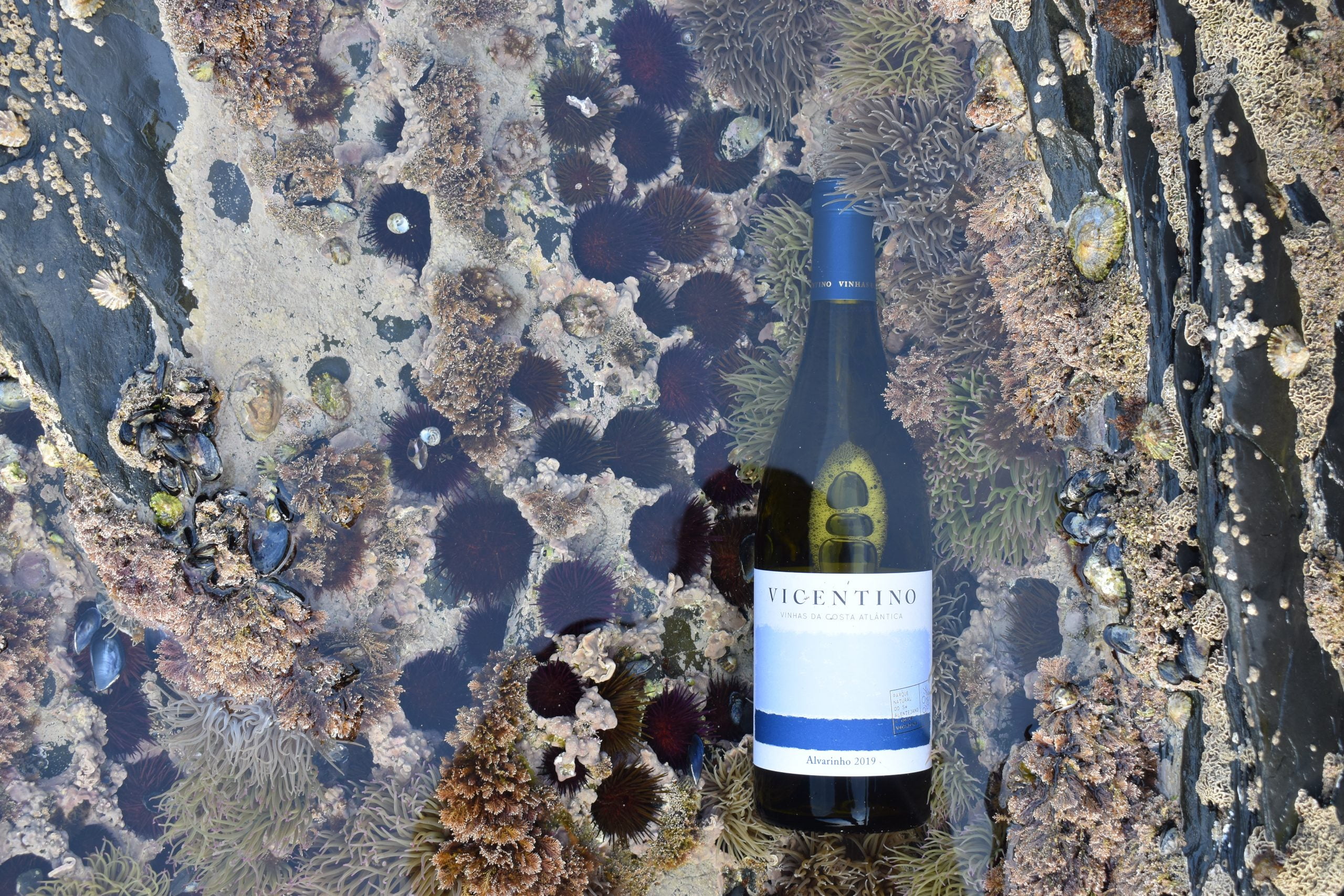 Portfolio Vinhos assume distribuição exclusiva dos vinhos Vicentino em Portugal