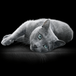 Mars Petcare