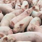 Lets_Talk_About_Pork_from_Europe