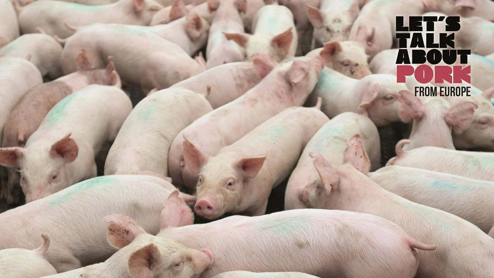 Exportações portuguesas da carne de porco para a Coreia do Sul batem recordes