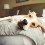 Mars animais de estimação