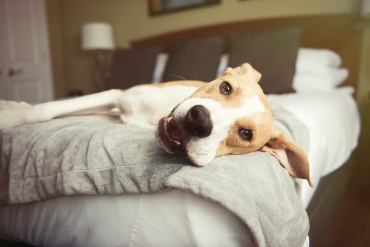 Mars animais de estimação