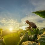 Agricultura
