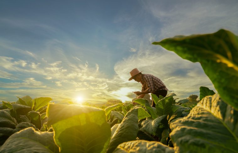 Agricultura