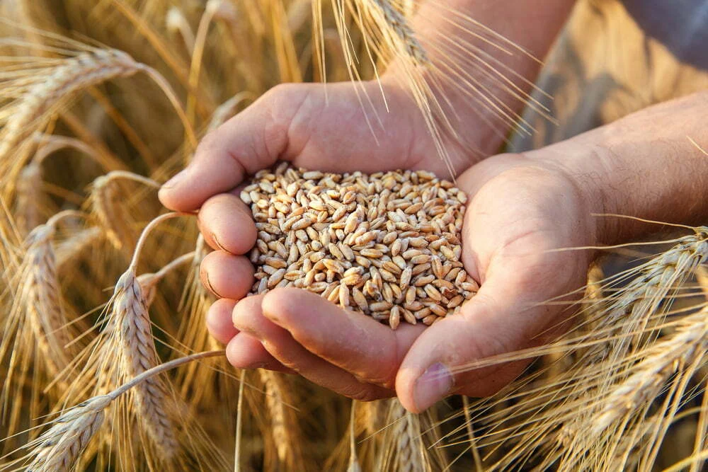Produção mundial de cereais poderá igualar recorde anterior de 2.815 milhões de toneladas