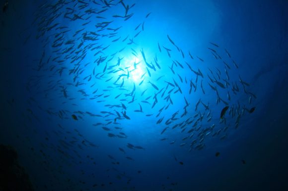 O peixe branco continua na vanguarda do mercado dos produtos do mar sustentáveis MSC