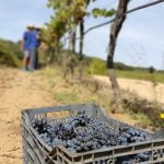 Herdade do Rocim vindimas