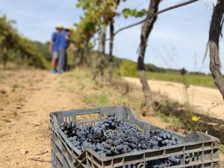 Herdade do Rocim vindimas