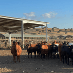 Monte do Pasto_Parque de Bem-Estar Animal_Ethical Meat.jpeg