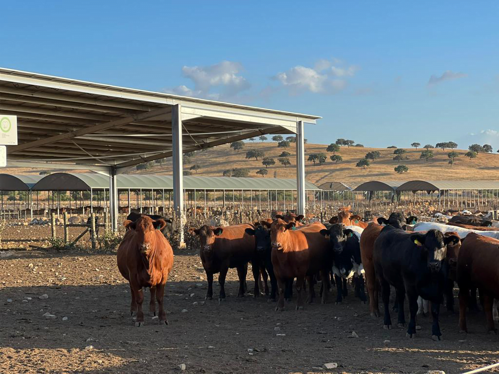 Monte do Pasto_Parque de Bem-Estar Animal_Ethical Meat.jpeg