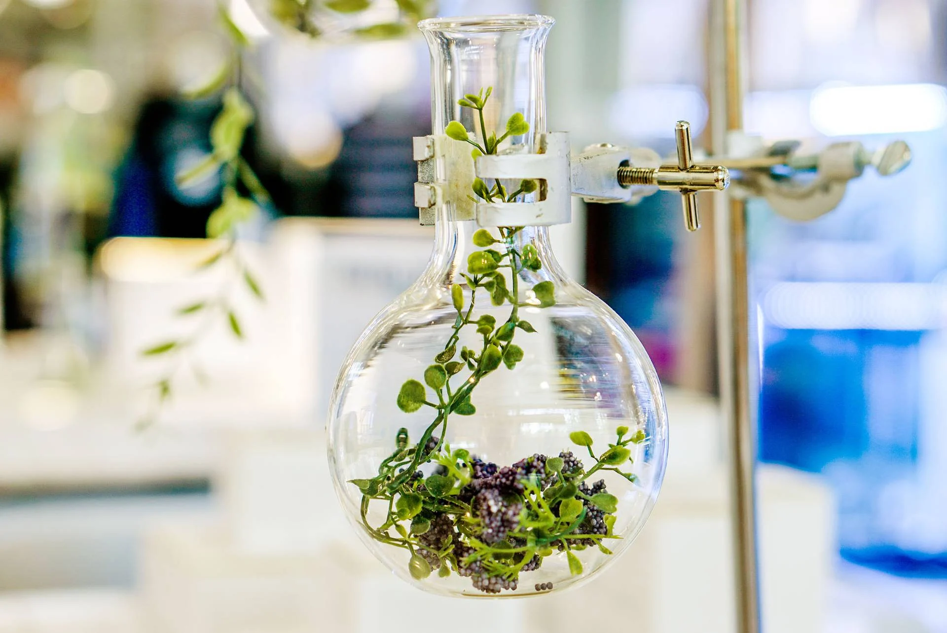 L’Oréal investe em empresa de biotecnologia para o desenvolvimento de ingredientes à base de plantas