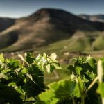 sogrape sustentabilidade