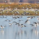 Marine Stewardship Council