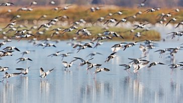 Marine Stewardship Council