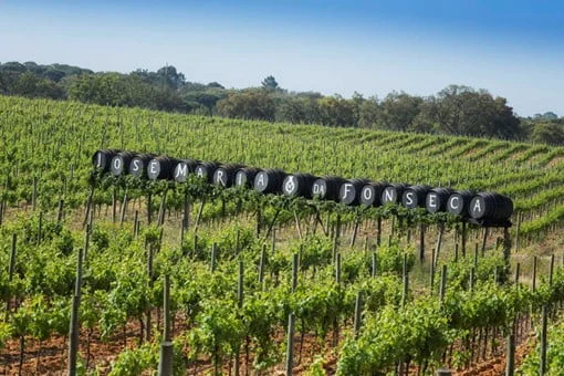 Vinhos da José Maria da Fonseca recebem certificação de sustentabilidade FAIR’N GREEN