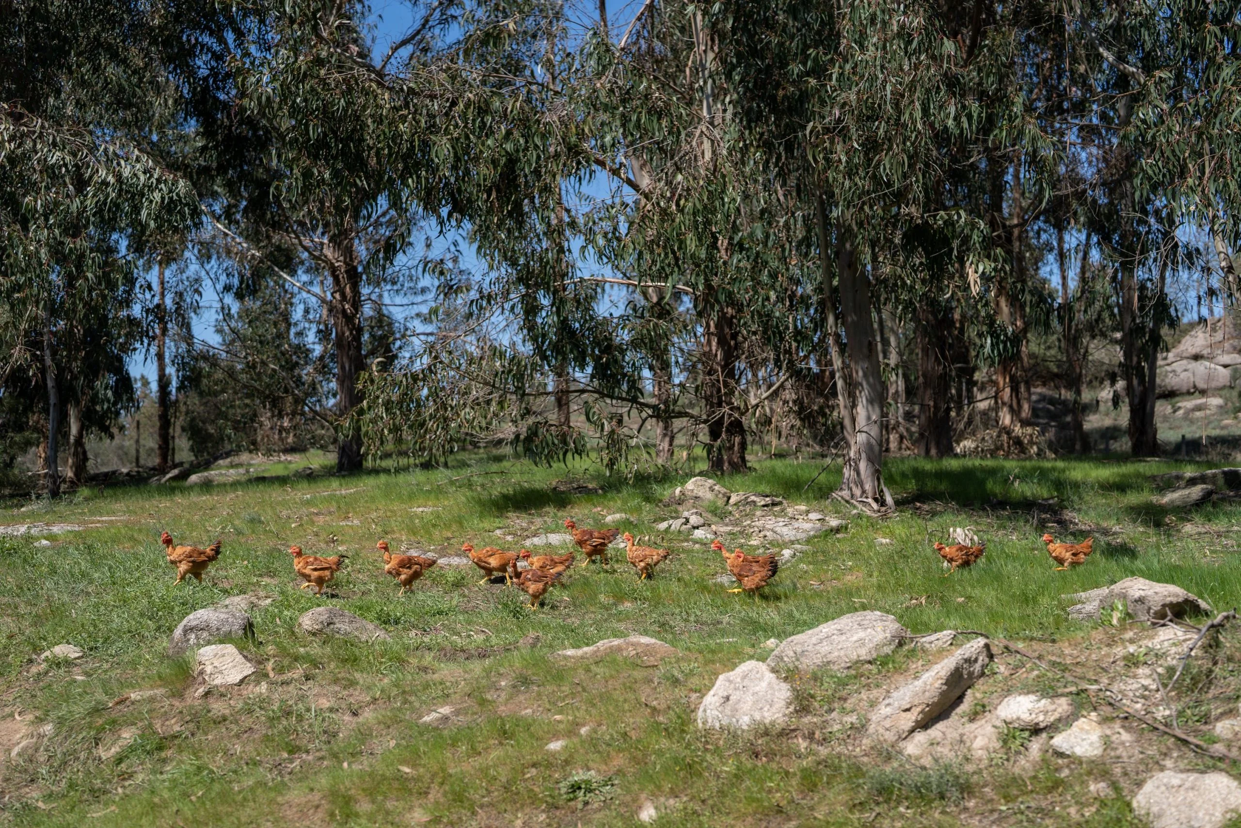 Pingo Doce lança o primeiro frango certificado em produção livre de antibióticos em Portugal
