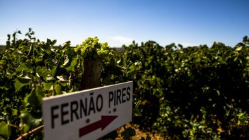 Campo do Tejo Fernão Pires