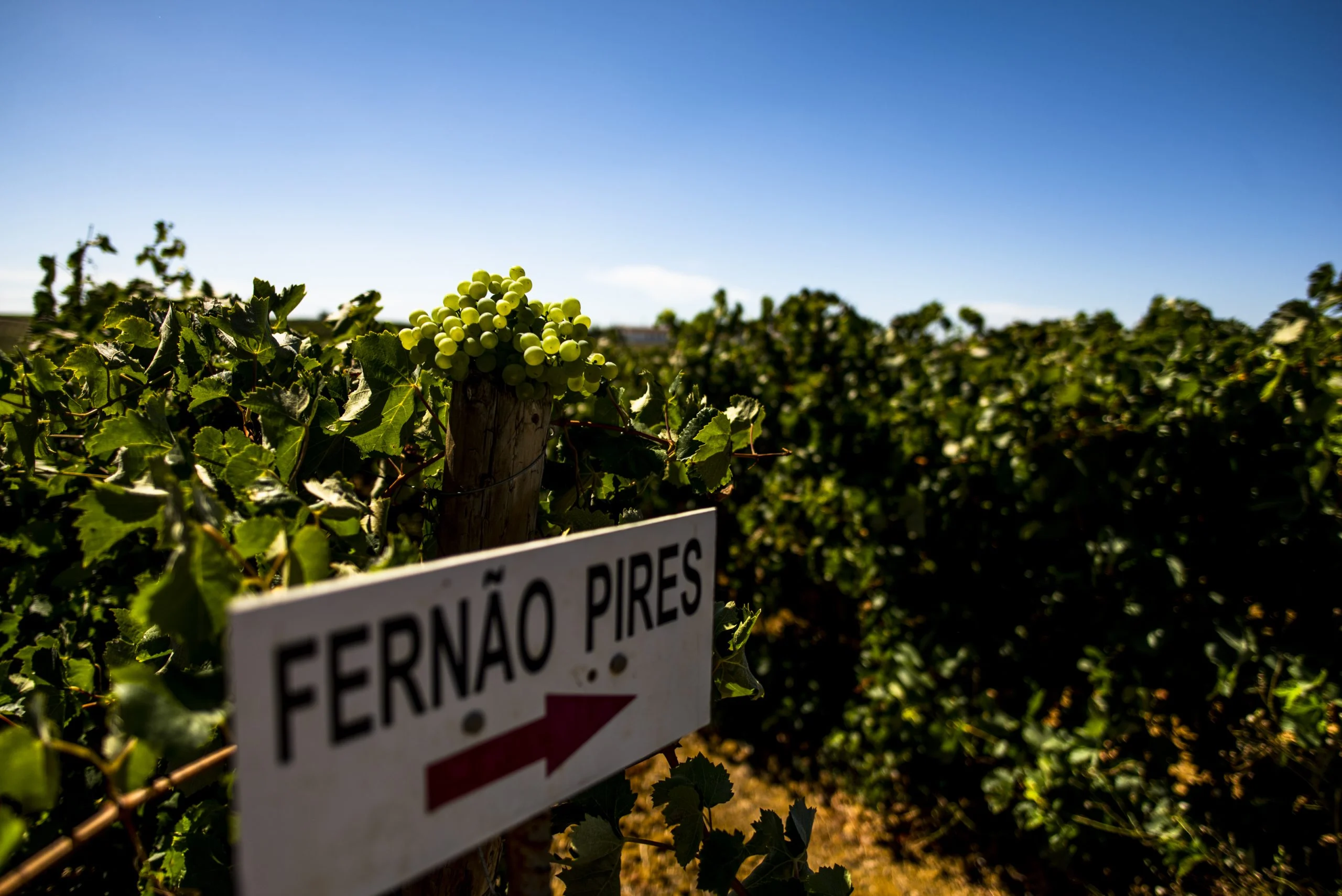 Vinhos do Tejo lançam projeto coletivo para alavancar a casta Fernão Pires