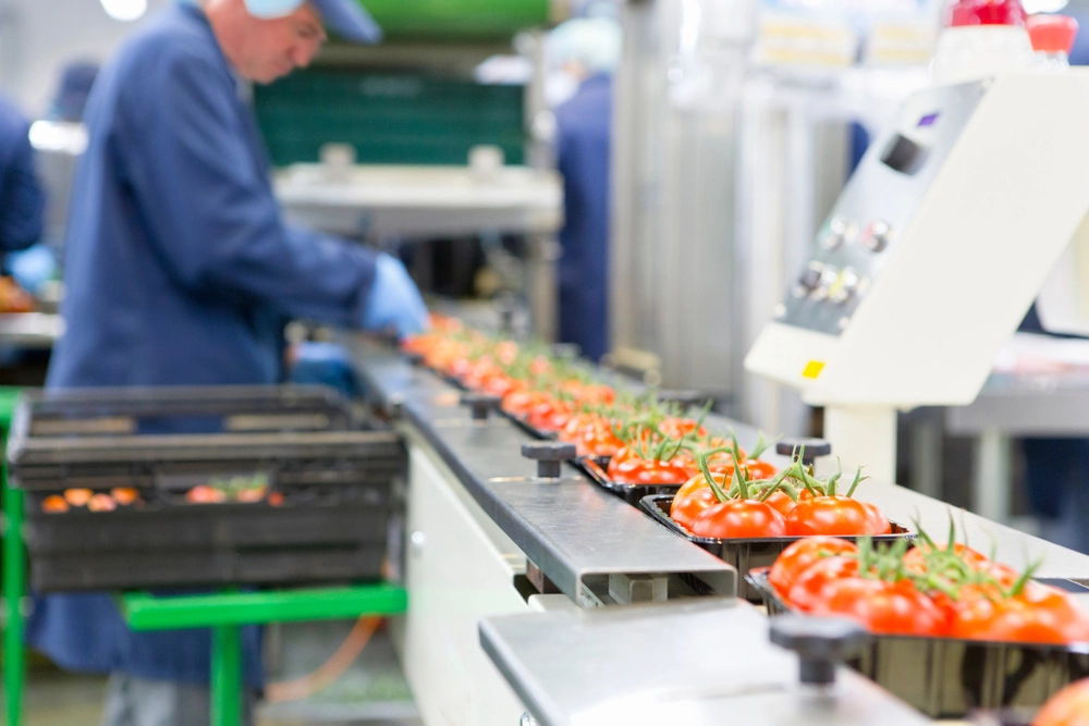 Trabalhador embalando tomates maduros de videira vermelha na linha de produção em uma fábrica de processamento de alimentos