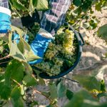 Vinhos do Tejo