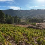 Titan of Douro vinhas