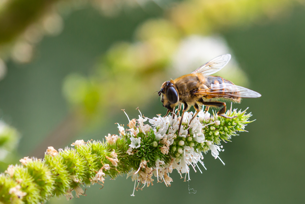 Apenas 24% das empresas tem uma estratégia de conservação da biodiversidade