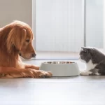 Golden Retriever and British Shorthair eating together