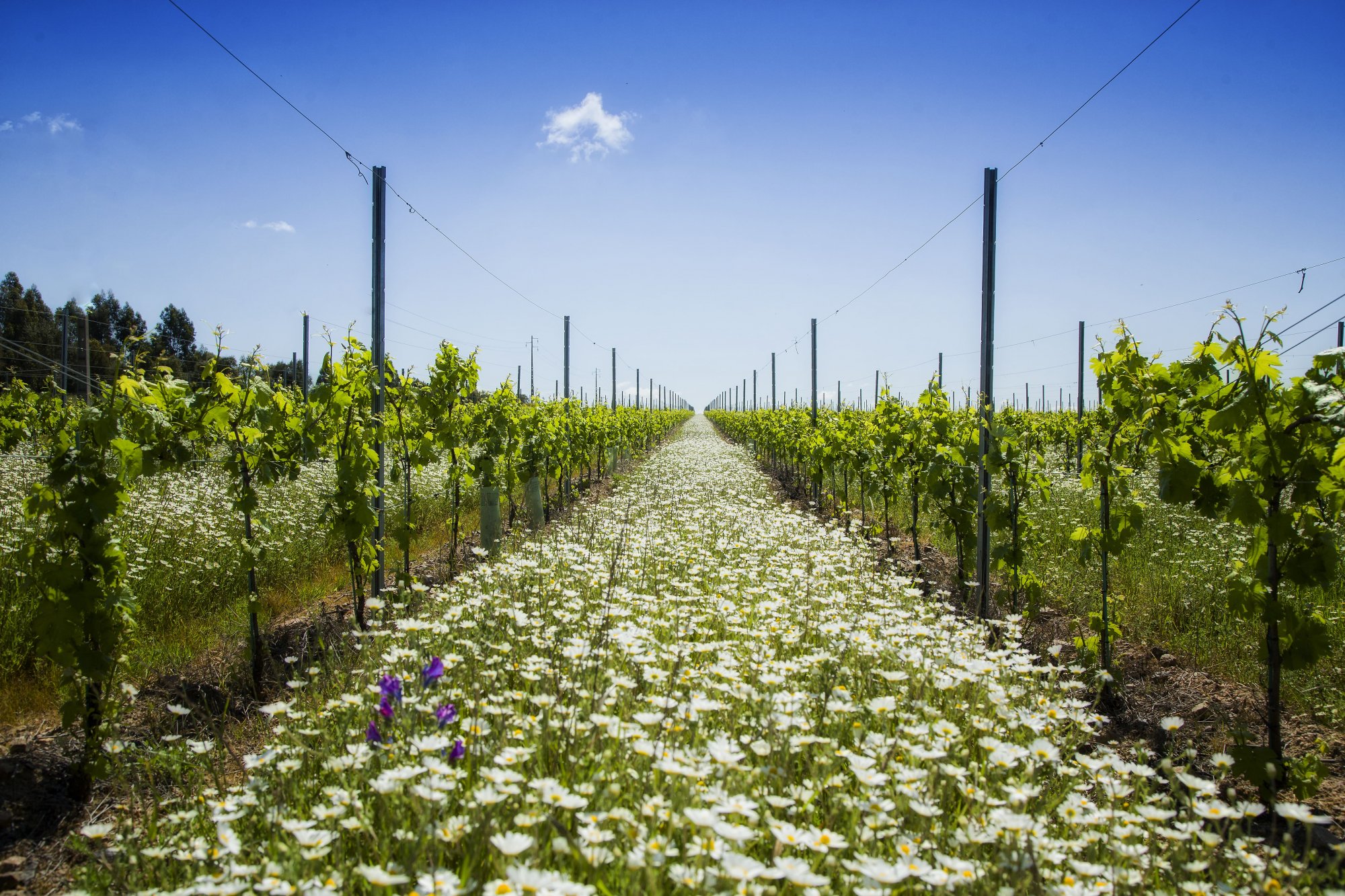 Vinhos do Alentejo em destaque no El Corte Inglés como exemplo de sustentabilidade na Península Ibérica