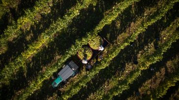 Vinalda Barcos Wines