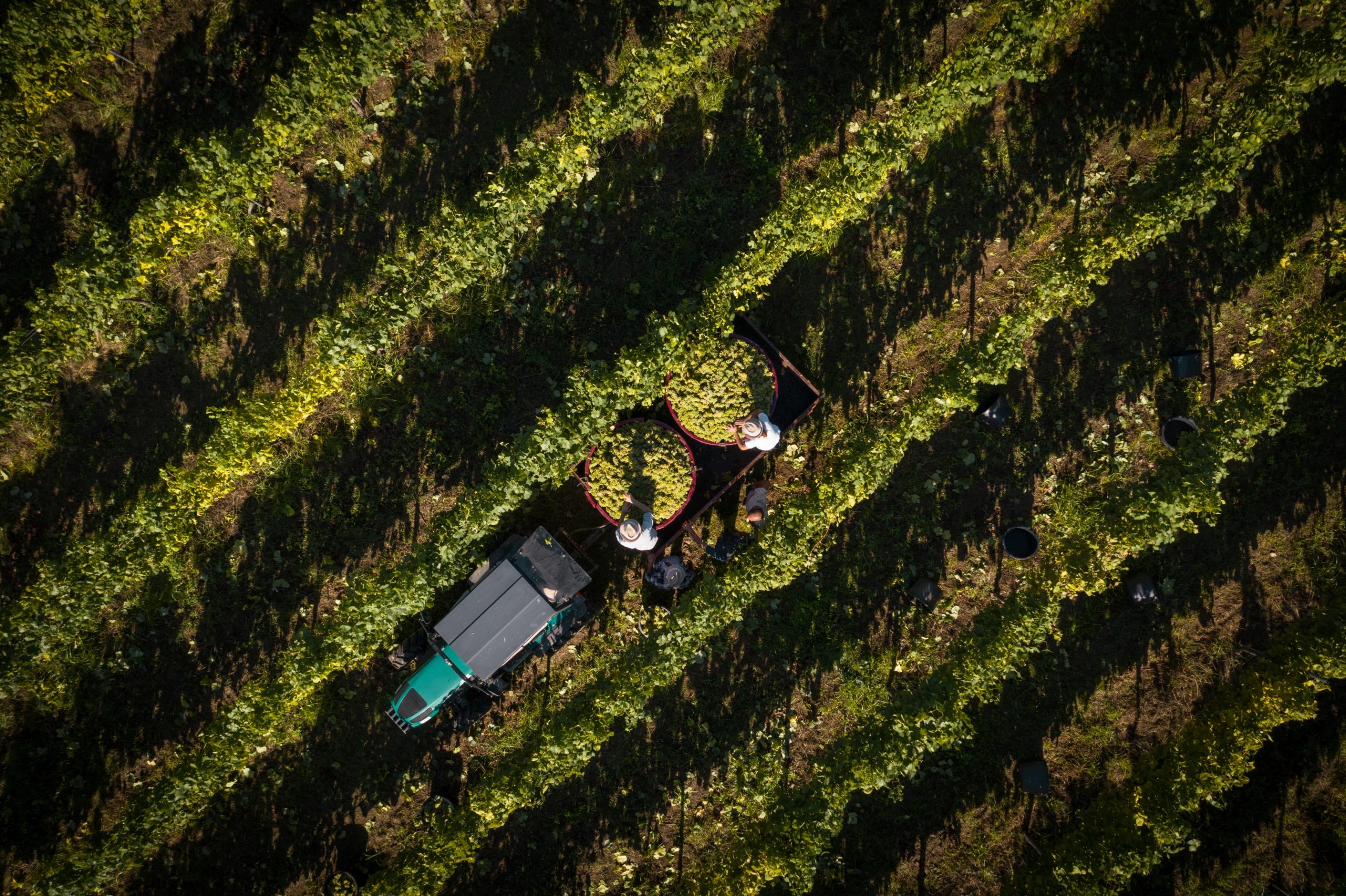 Barcos Wines reforça portfólio da Vinalda no Vinho Verde
