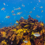 Purina Restauração dos Oceanos