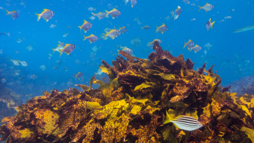 Purina Restauração dos Oceanos