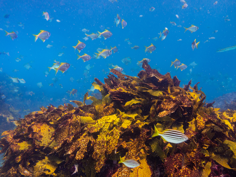 Purina Restauração dos Oceanos