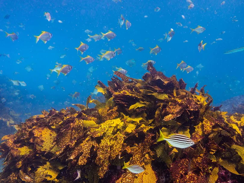 Purina Europa lança o seu primeiro Programa de Restauração dos Oceanos