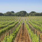 José Maria da Fonseca sustentabilidade