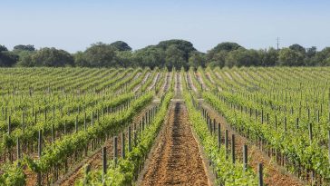 José Maria da Fonseca sustentabilidade