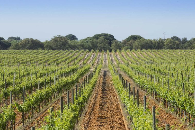 José Maria da Fonseca sustentabilidade