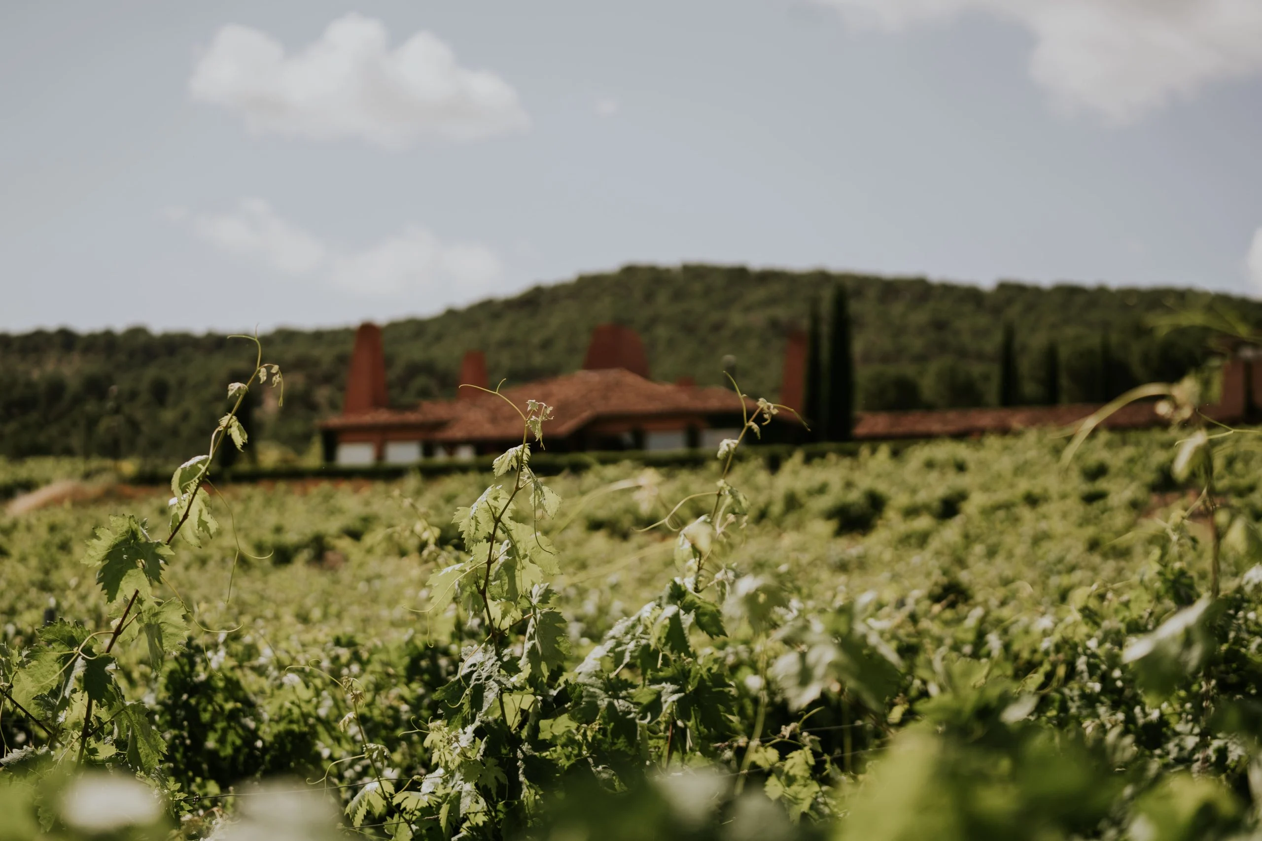 Sogrape reforça presença ibérica com novo projeto em Espanha