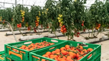 Mercadona Produção Nacional