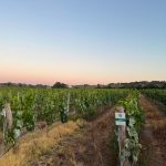 Herdade da Amada vinho tinto