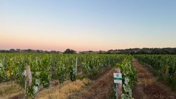 Herdade da Amada vinho tinto