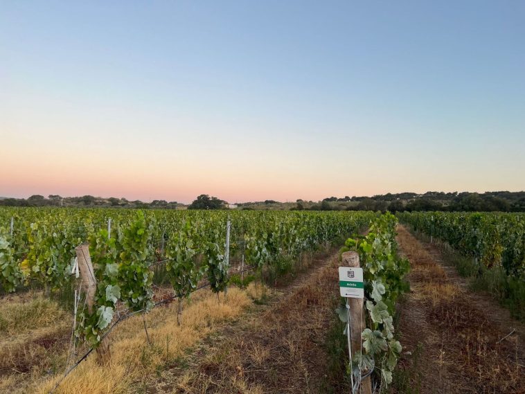 Herdade da Amada vinho tinto