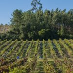 Ortigão 4/16 Branco 2017