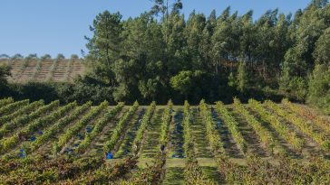 Ortigão 4/16 Branco 2017