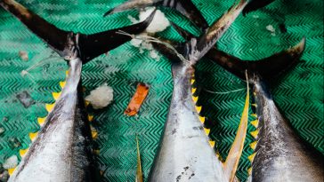 MSC atum certificação